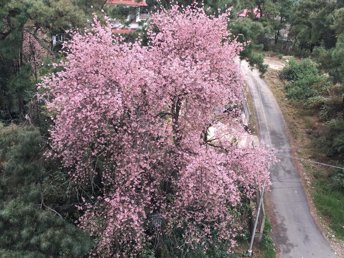Orange Homestay Шиллонг Екстер'єр фото